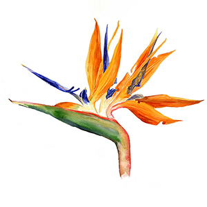 Orange Flower Watercolor Illustration