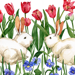 Conigli e Tulipani Acquerelloa